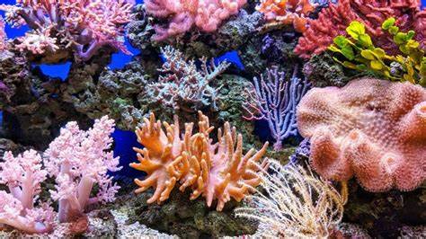 New Gel Could Boost Coral Reef Restoration