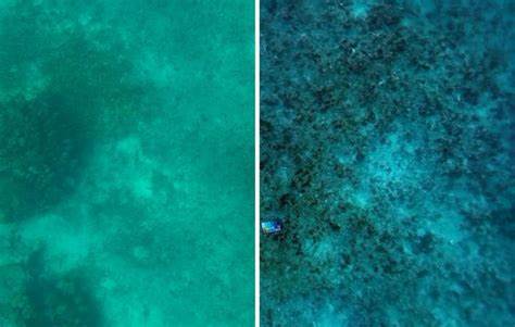 Imaging technique removes the effect of water in underwater scenes