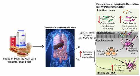 Western Diet Disrupts Gut Recovery and Raises Infection Risk