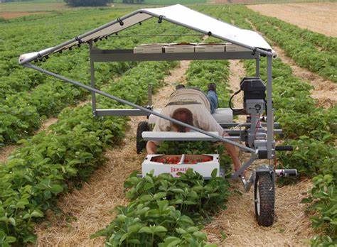 Laser-Powered Harvesting Tool for Tabletop Grown Strawberries