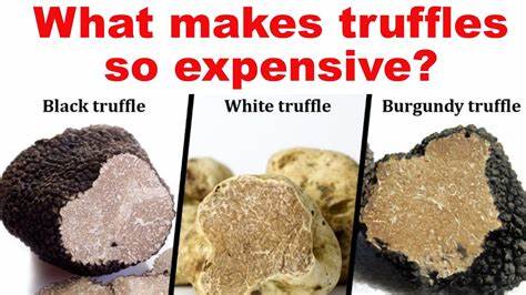 Why are Truffles so expensive? Are they worth it? [video]
