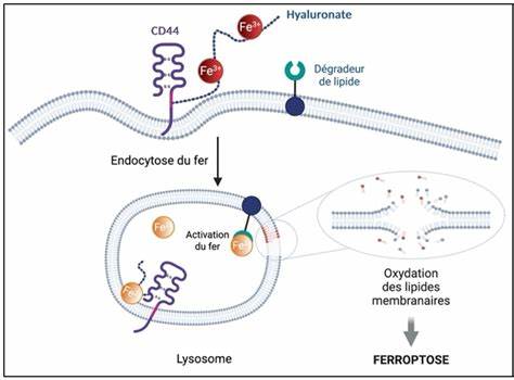 A new class of molecules against cancer cells refractory to standard treatments