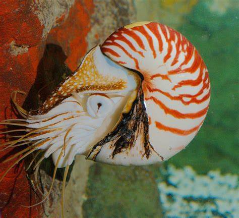 The Chambered Nautilus