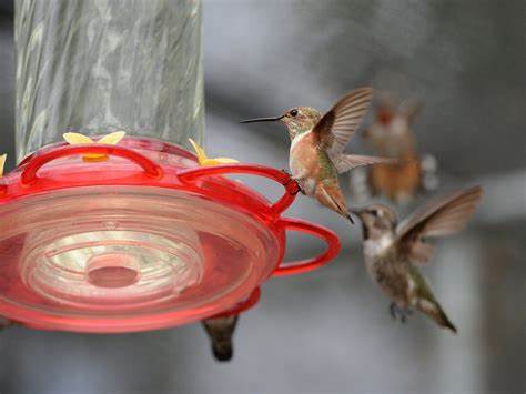 Backyard feeders changed the shape of hummingbird beaks, scientists say