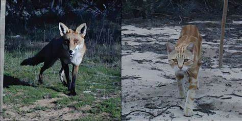 Farmers fear dingoes are eating livestock but poo tells an unexpected story