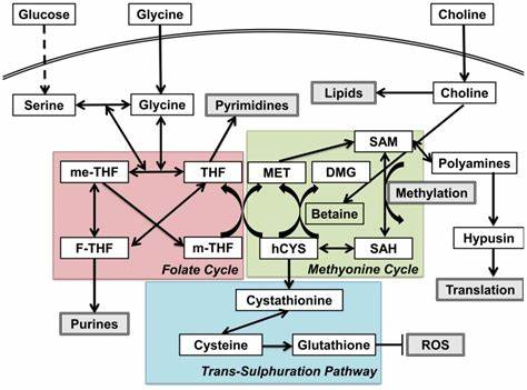 Dysfunctional one-carbon metabolism identifies vitamins as neuroprotective