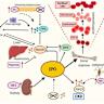 Metabolic adaptations direct cell fate during tissue regeneration