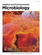 A novel cable bacteria species with a distinct morphology and genomic potential