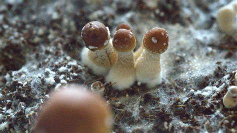 Show HN: Mycelium