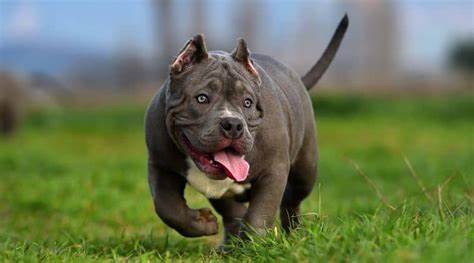 American Bully im Rassen-Porträt (Mit Bildern)