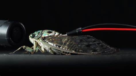 Cyborg cicadas play Pachelbel's Canon
