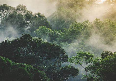 Atmospheric chemistry enhances climate mitigation potential of tree restoration