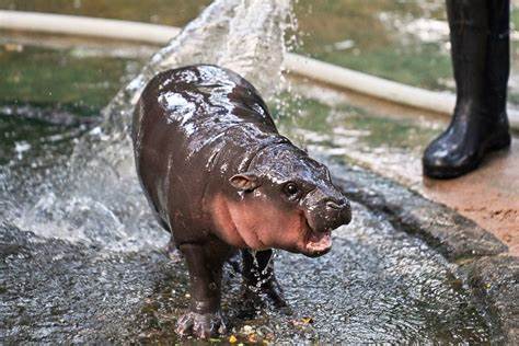 Baby Hippo Memecoin Moo Deng Skyrockets: Will $MOODENG Hype Last?