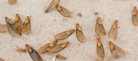 Two of the Worst Termites Hooked Up in Florida–and Now We're Screwed