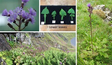 Discover the Scottish Ark for endangered plants