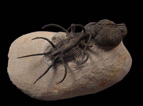 Tiny Beautiful Fossils Tell the Future