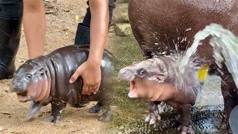 Baby Hippo Memecoin Moo Deng Skyrockets: Will $MOODENG Hype Last? - Techopedia