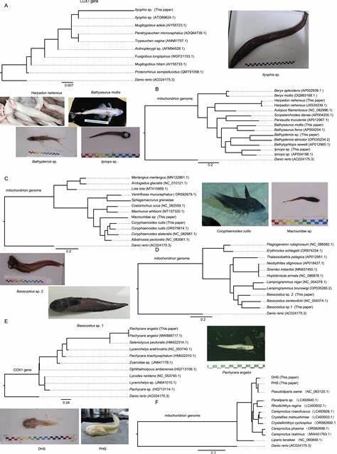 Evolution and genetic adaptation of fishes to the deep sea