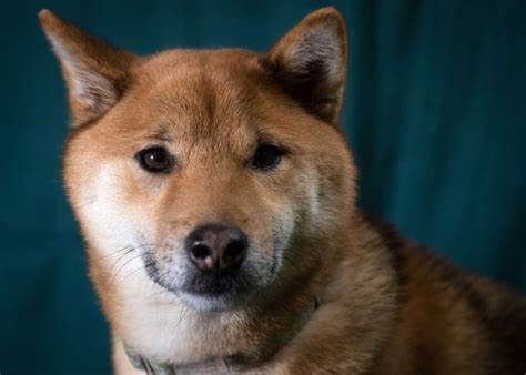 Baby Doge Price Prediction: Meme Coin Sees Massive 99% Surge Amid Crypto Crash, Experts Forecast Bull Run - iTech Post