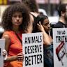 Ask HN: Is there any animal rights volunteer here?