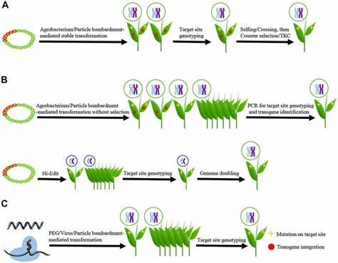 Transgene-free genome editing in poplar trees: step toward sustainable forestry