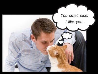 Behavioral responses of domestic cats to human odor