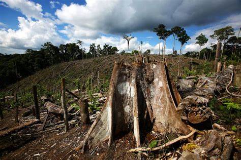 A Third of Forests Lost This Century Will Likely Never Be Restored