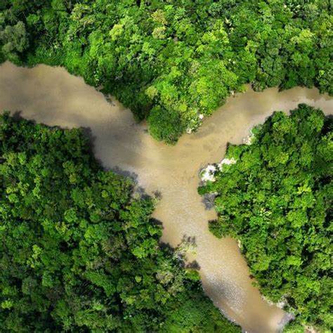 Papua New Guinea lifts ban on forest carbon credits