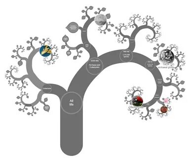 OneZoom Tree of All Life