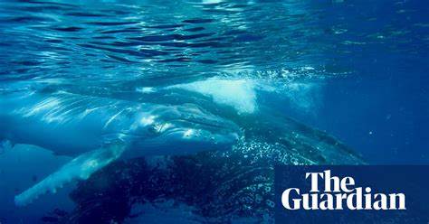 Humpback Whales Are Way Cooler Than You