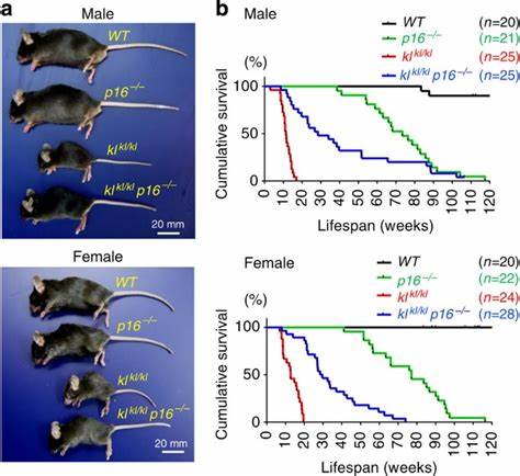 Klotho" protein extends the lives of mice up to 20%