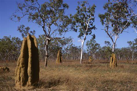 Ancient termite poo reveals 120M-year-old secrets of Australia's forests