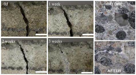 High strength bio-concrete for the production of building components