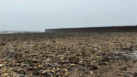 Bones Found on NJ Beaches Linked to 19thc Shipwreck
