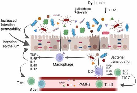 Diet outperforms microbial transplant driving postantibiotic microbiome recovery
