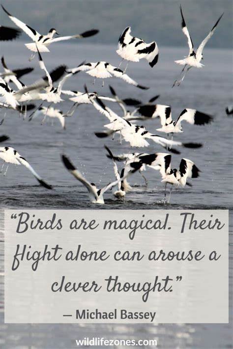 What Birdsong Says About Motivation