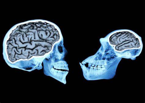 Mice grow bigger brains when given this stretch of human DNA