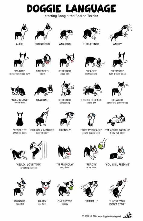 Are dogs communicating like toddlers? [video]