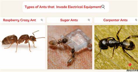 Rasberry crazy ant – Effects on Electrical Equipment