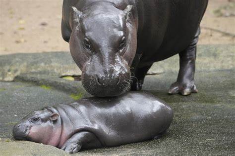 Thai zoo implements time limit to visit viral hippo Moo Deng