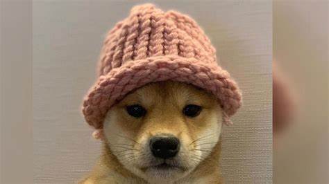 Händler kauft Solana Meme Coin Dogwifhat im Wert von 9 Millionen US-Dollar, verliert aber über 60 % durch Slippage – CoinDesk
