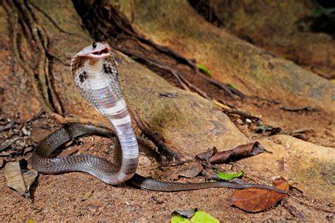 Scientists develop antivenom neutralizes neurotoxins of 19 of deadliest snakes