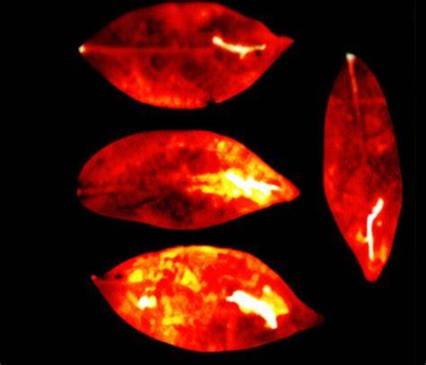 We Emit a Visible Light That Vanishes When We Die, Says Surprising New Study
