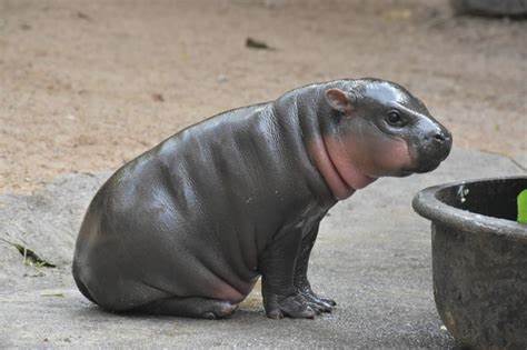 Baby Pygmy Hippo Moo Deng Doubles a Thailand Zoo's Visitors and Prompts Safety Warnings