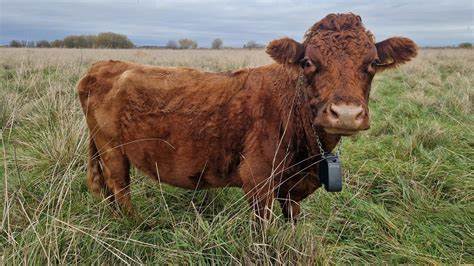 Cows get GPS collars to stop them falling in river