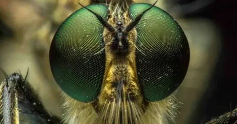 Tiny Insect-Inspired Camera Captures 9,120 FPS in Near Darkness