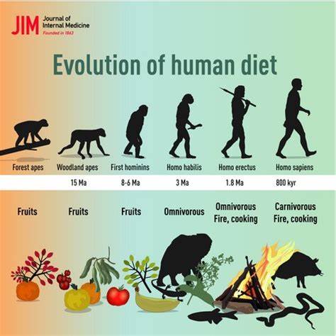 Meat-rich diets contributed to the physiological evolution of modern humans