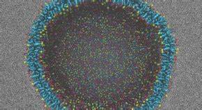 'Forever' molecules arrange themselves into cell-like structures