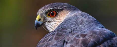 A hawk learned to use traffic signals to hunt more successfully