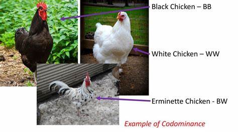 The End of Chicken-Breast Dominance